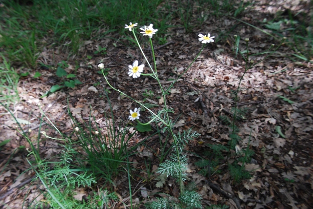 Erigeron annuus e Tanacetum corymbosum